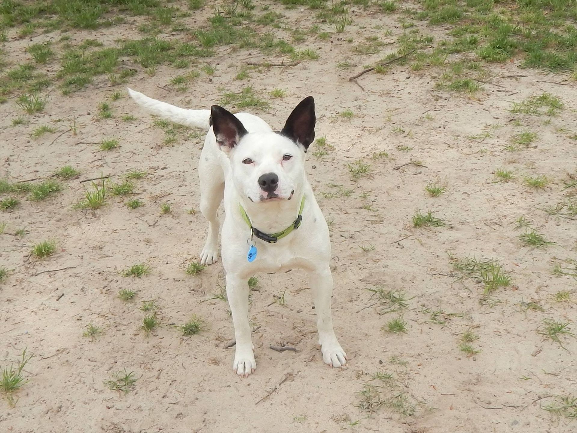White dog with black ears standing on sandy ground, looking at the camera.