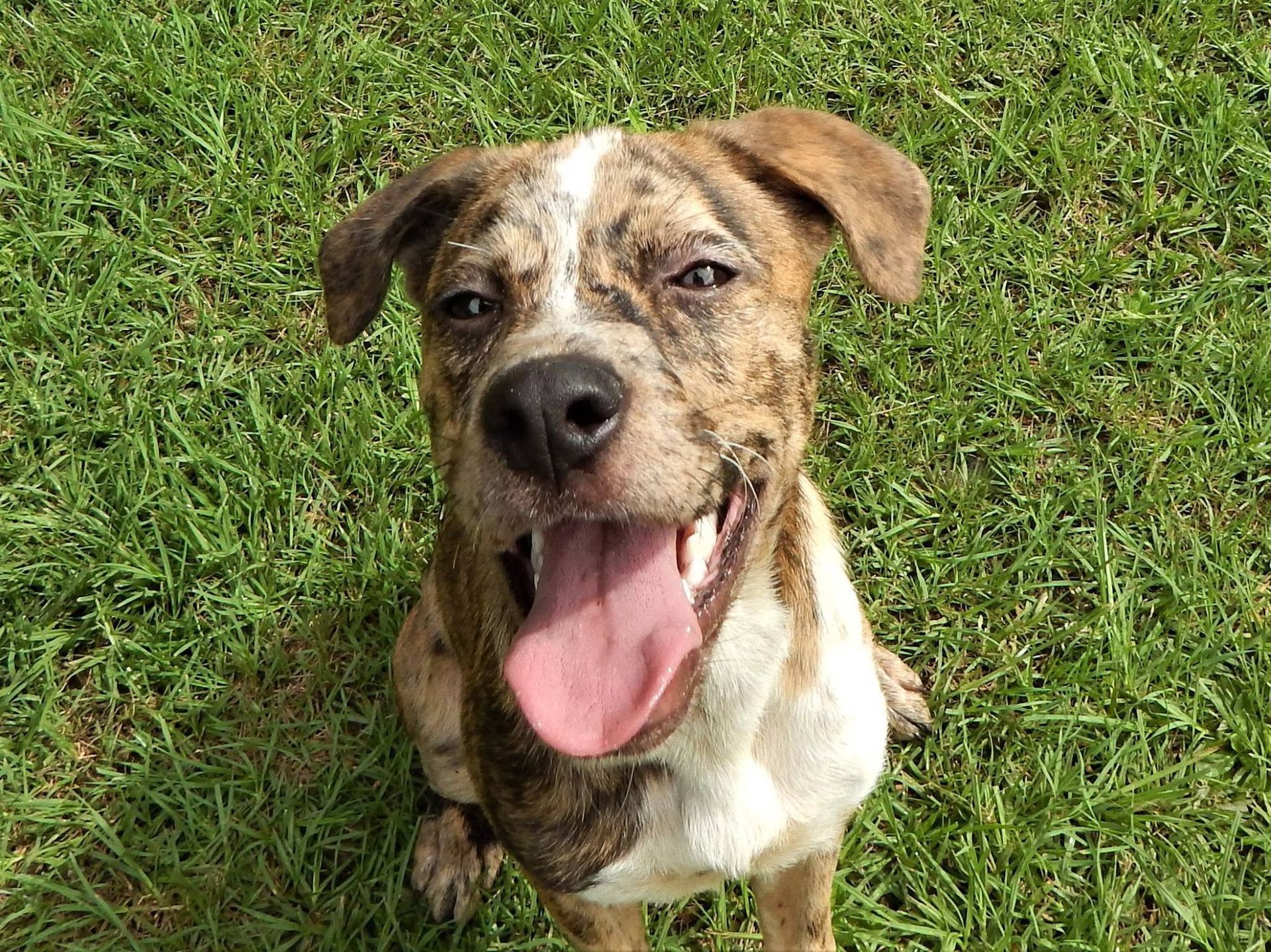 Brown-and-white dog panting on grass, looking at the camera.