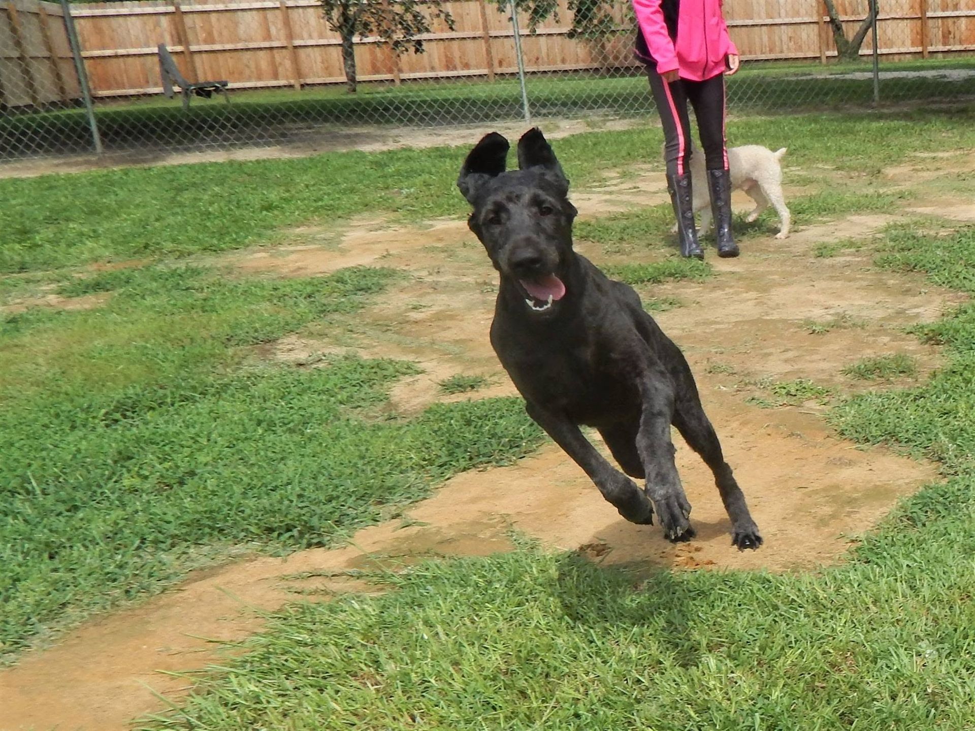 Black dog running on a grassy field, with a person holding a small white dog in the background.