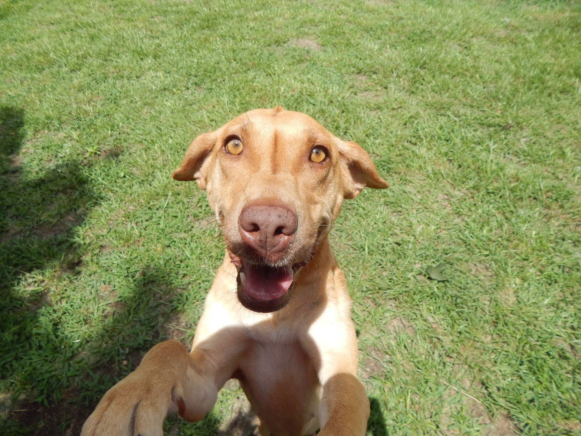 Tan dog with ears outstretched, looking up on a grassy lawn, mouth open in a happy expression