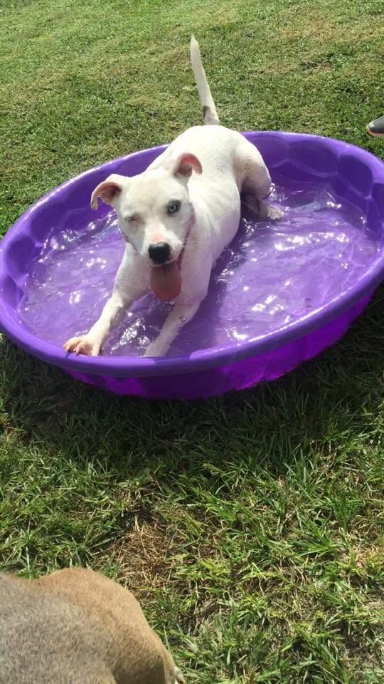 White dog standing in a purple kiddie pool on grass, splashing in water