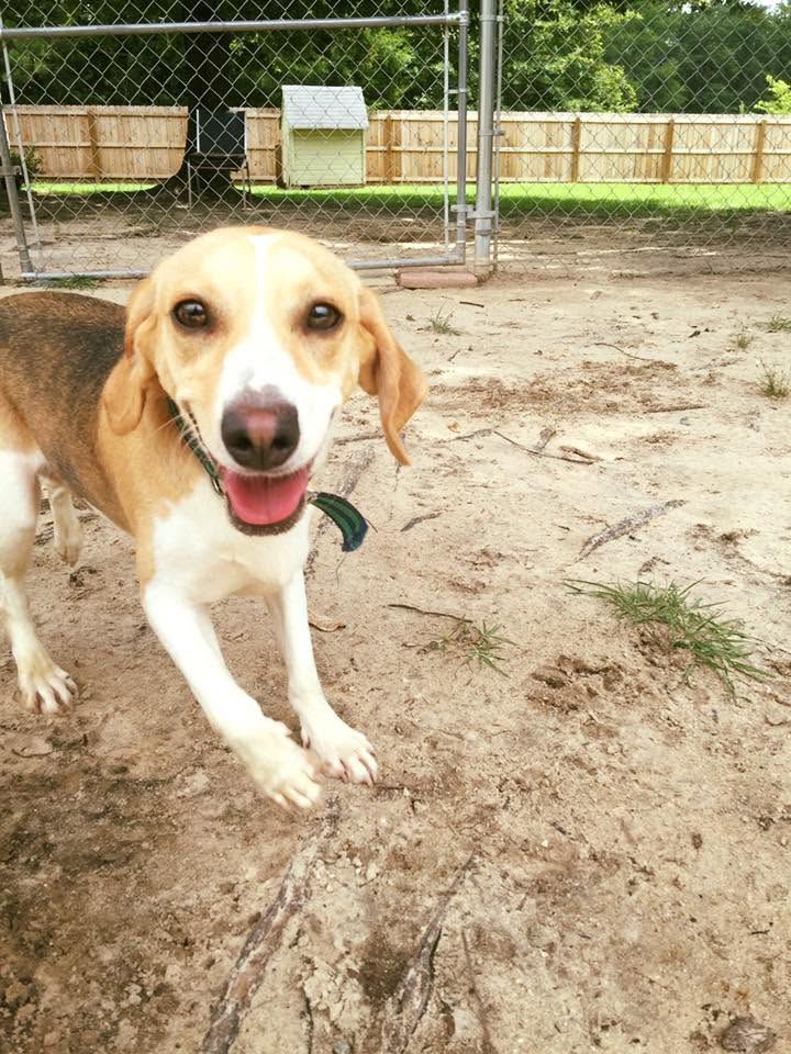 Beagle standing on sandy ground, looking at the camera with its tongue out in a fenced yard.
