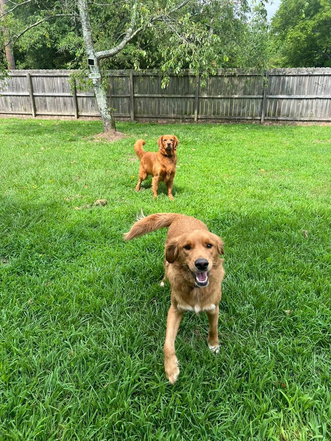 Two tan dogs standing on green grass in a fenced backyard, one closer to the camera.