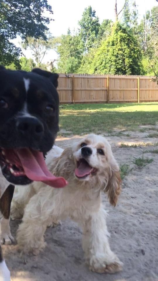 Two dogs in a sunny backyard, one black and one tan, panting near the camera.