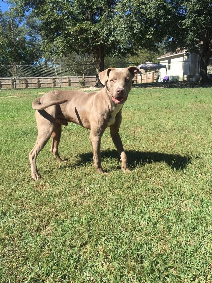 Tan dog standing on grass in a sunny yard, with trees and a house in the background.