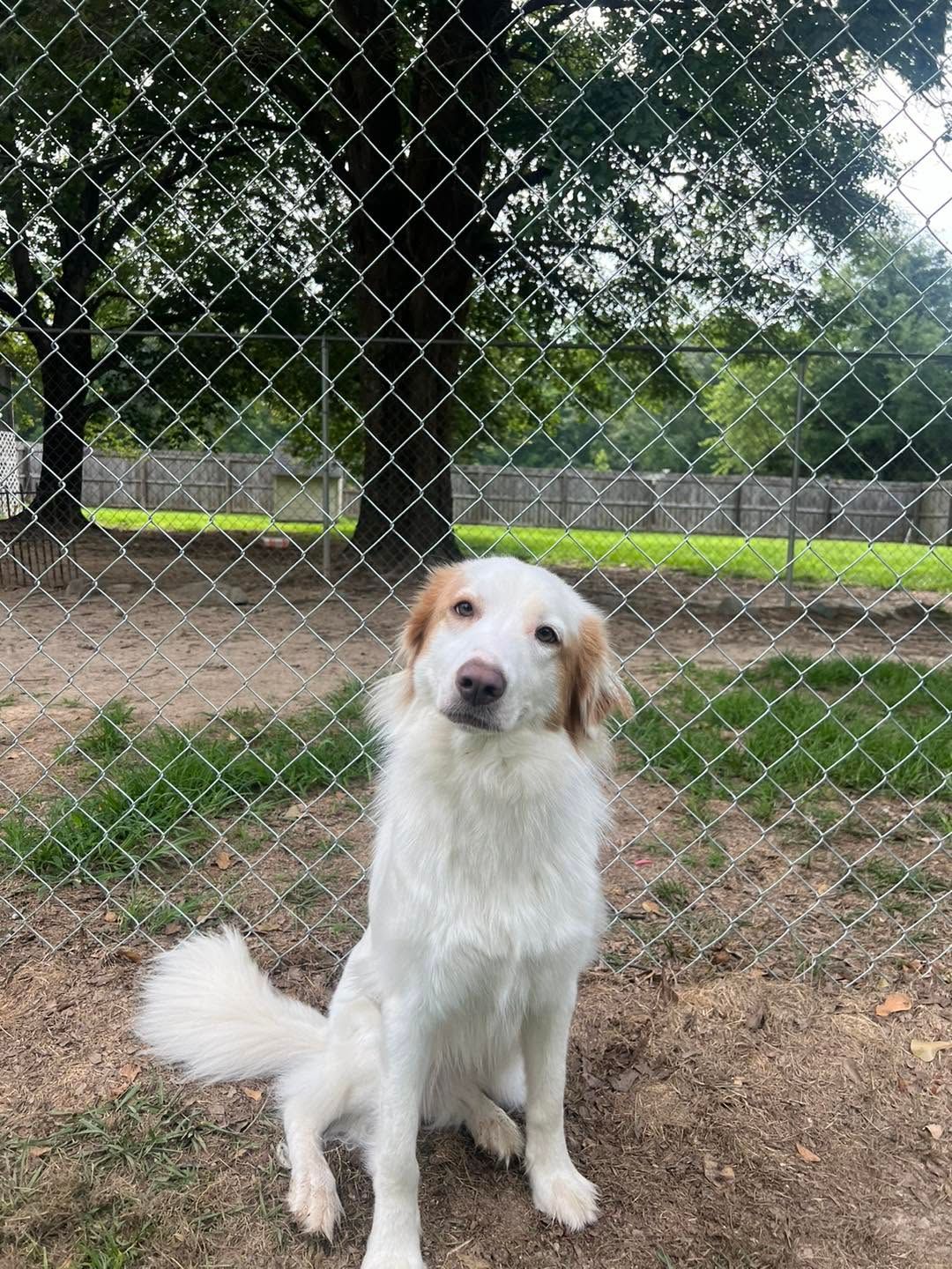 White dog with tan ears sitting by a chain-link fence in a park, looking at the camera.
