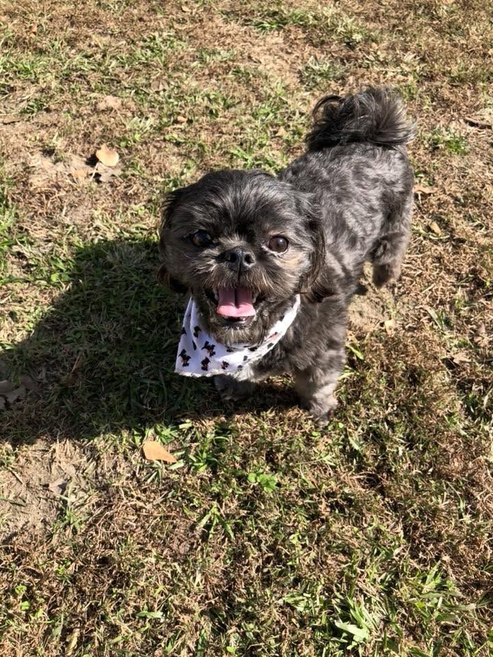 Small black dog wearing a bandana standing on grassy ground, tongue out in sunlight.