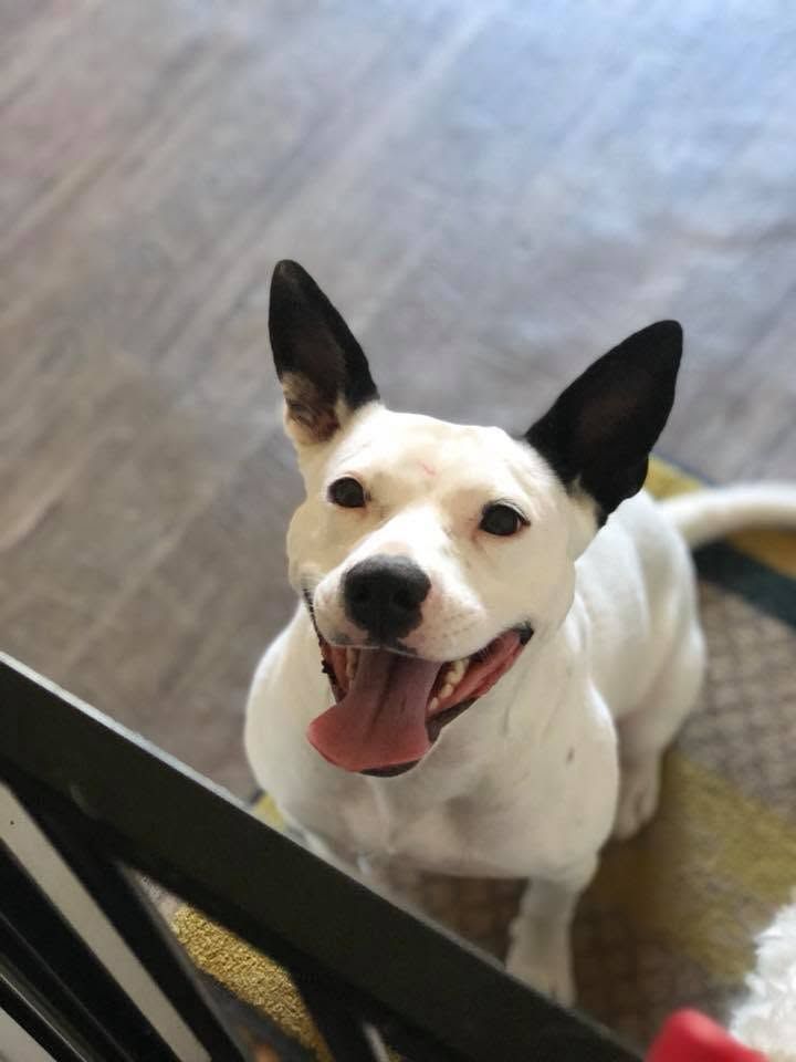 Happy white dog with black ears sitting indoors, looking up with mouth open and tongue out