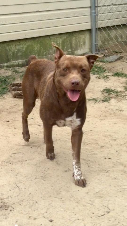 Brown dog with white paw markings standing on sandy ground, tongue out, near a house and fence.