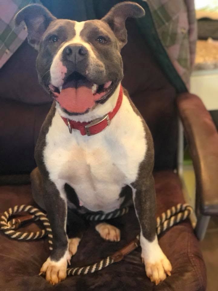 Brown-and-white dog with a red collar sitting on a chair, tongue out.