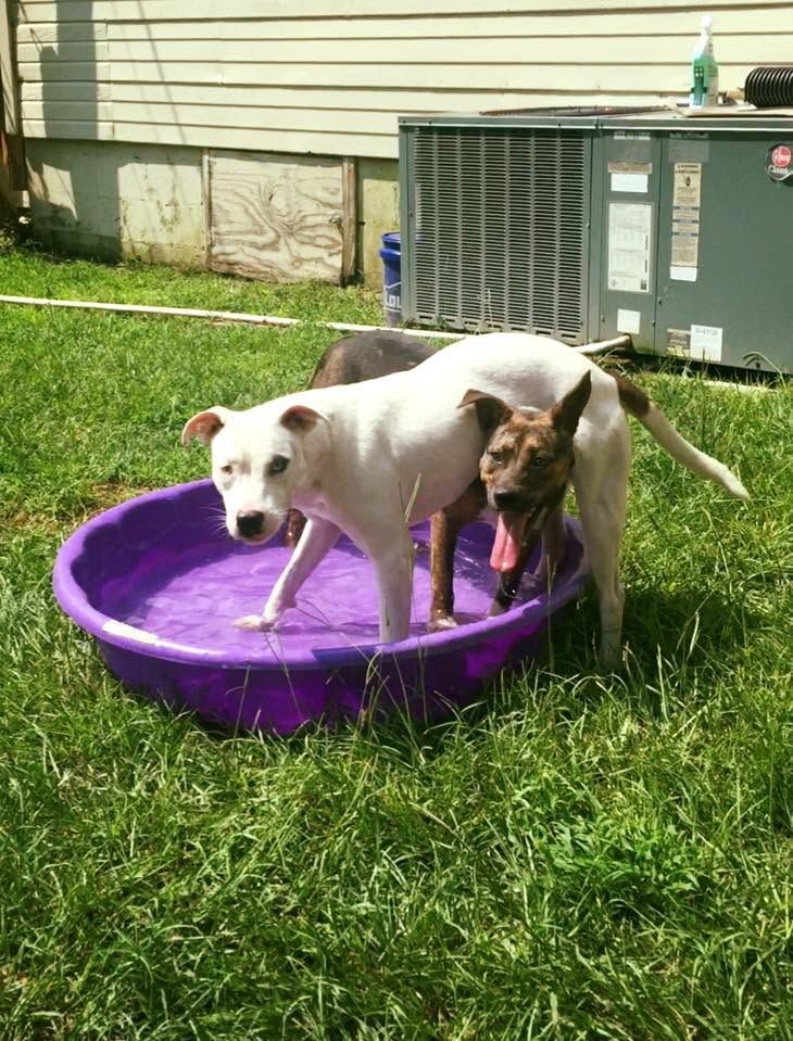 Two small dogs standing in a purple kiddie pool on grass in a backyard.