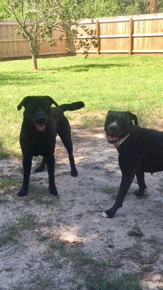 Two black dogs standing on a dirt patch in a sunny backyard with a wooden fence.