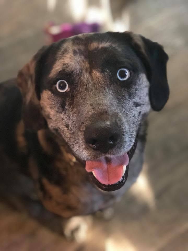 Black and brown dog with blue eyes and tongue out, looking up indoors