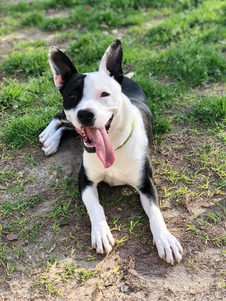 Black-and-white dog with tongue out lying on grass and dirt, looking at the camera