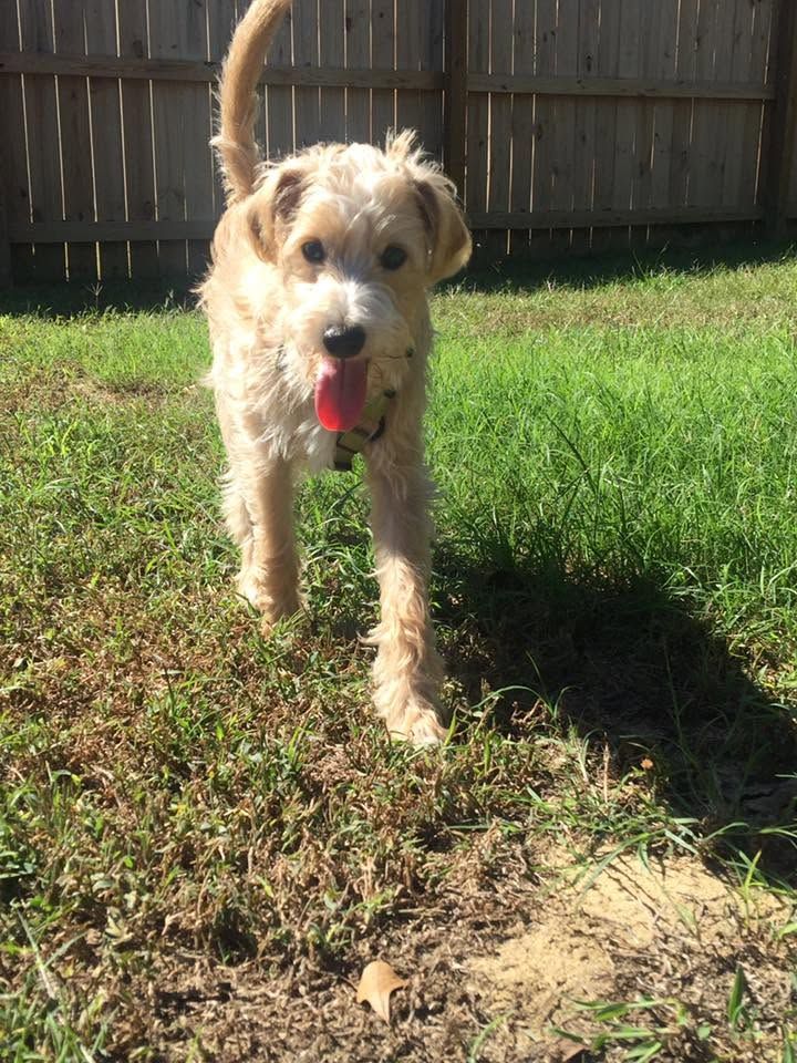 Small tan dog with tongue out standing on grass in a sunny yard with a wooden fence.