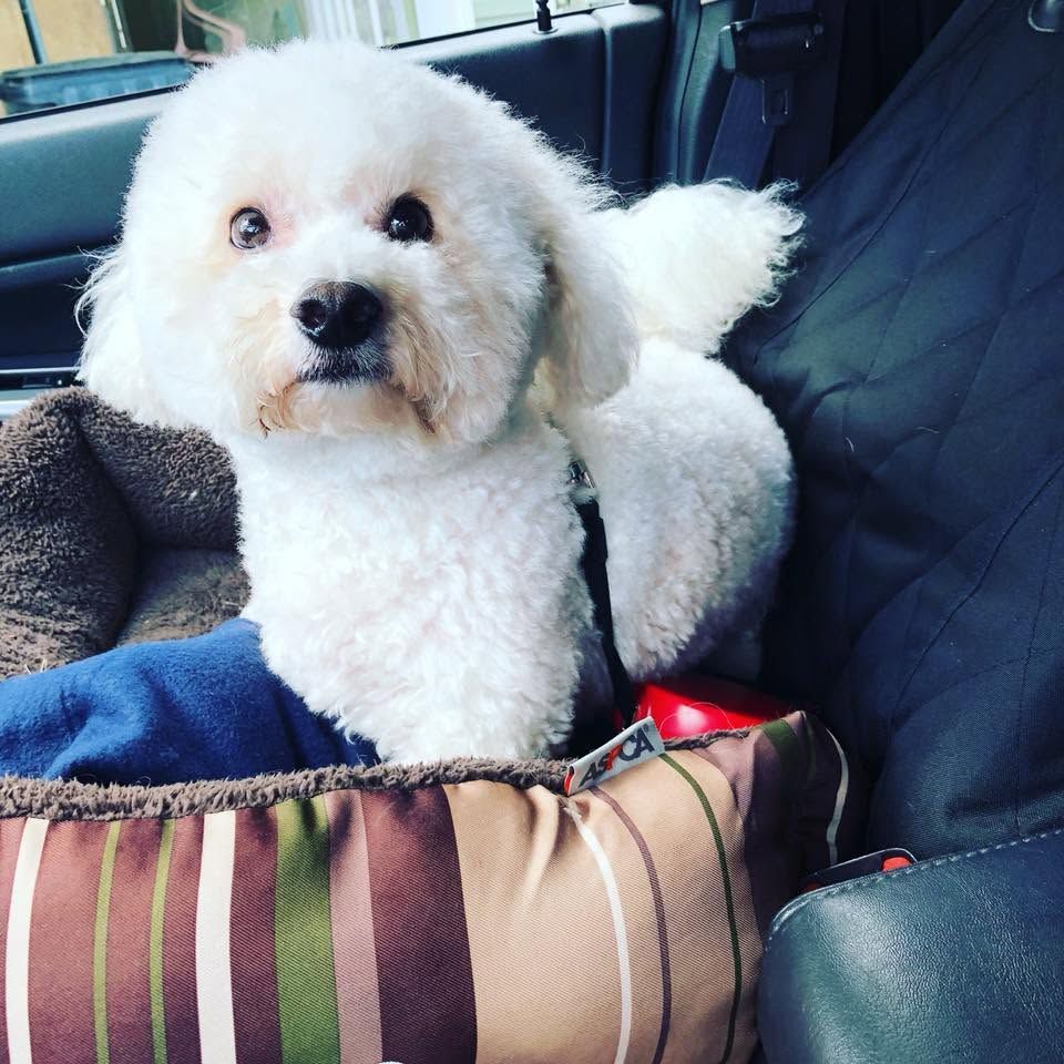Small white dog sitting in a striped tote bag on a car seat