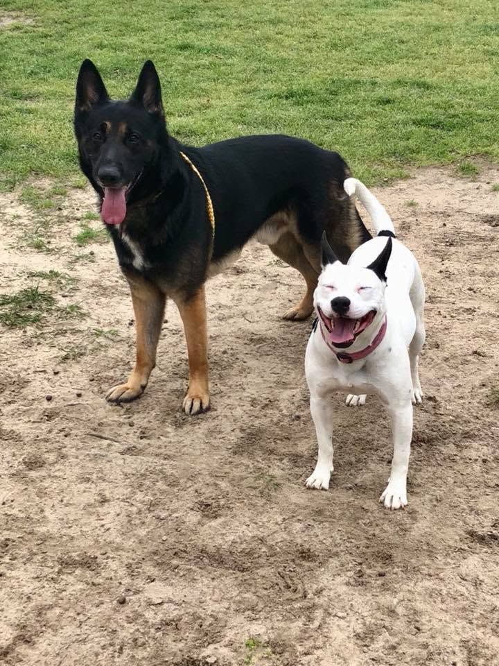 Two dogs standing on a dirt path: a black-and-tan shepherd and a white bulldog with tongues out.