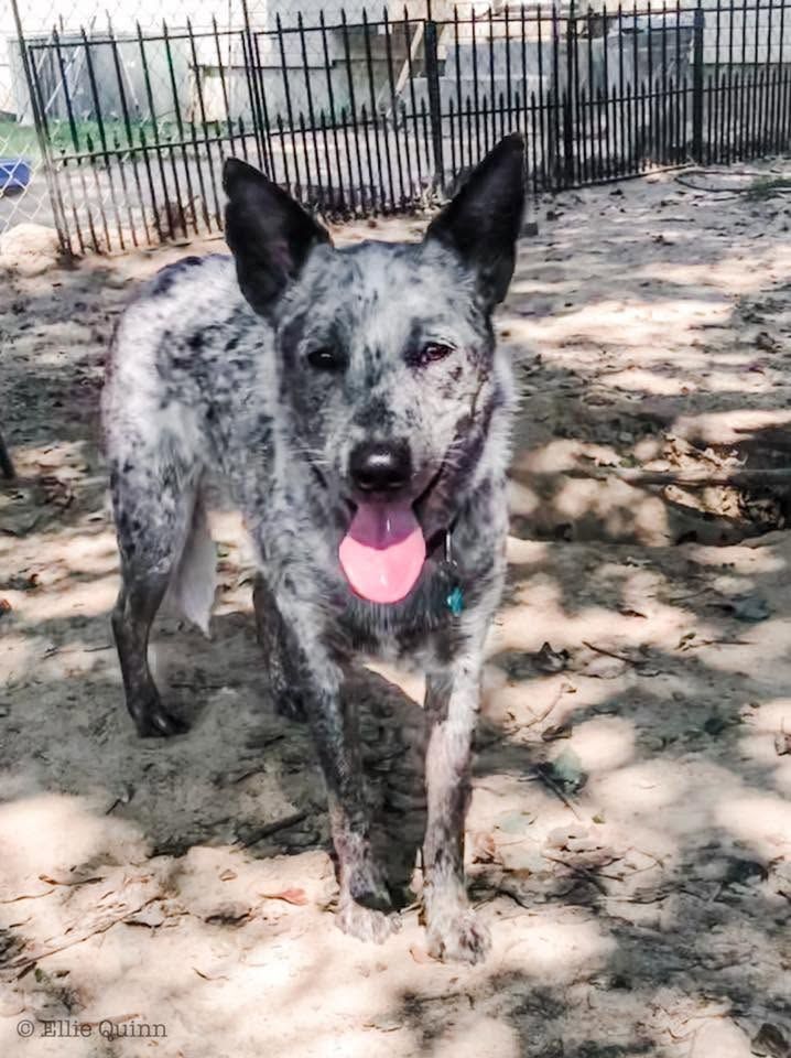 Merle dog standing outdoors with tongue out in a sandy yard near a fence