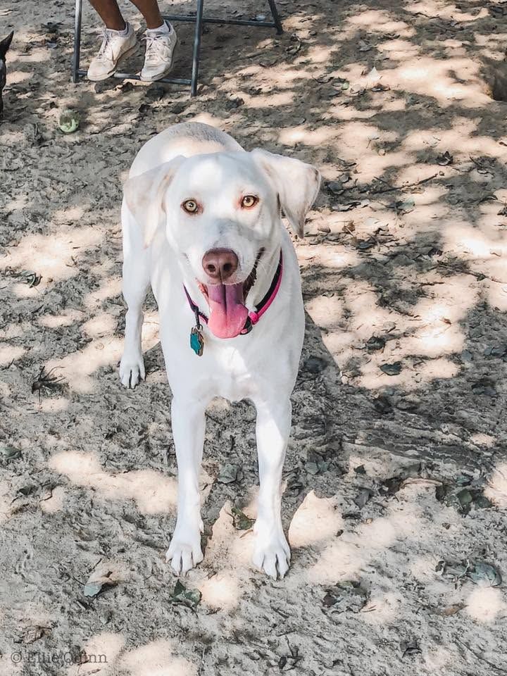 White dog with pink collar standing on a dirt path in dappled shade, looking at the camera.