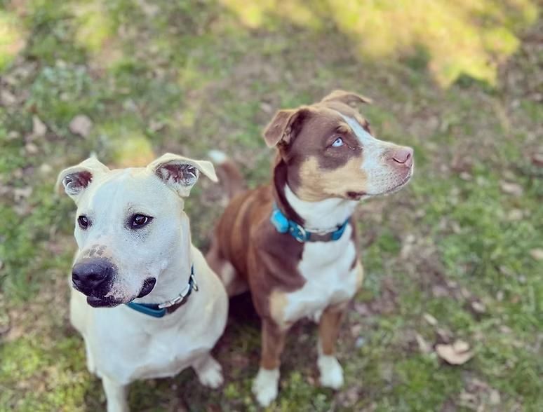 Two dogs sitting on grass, one white and one brown, both wearing collars, looking off to the side.