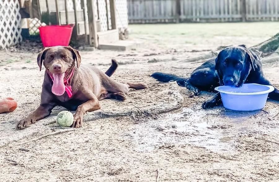 Two dogs lying on a sandy yard, one brown with a red bucket on its head, blue bowl nearby