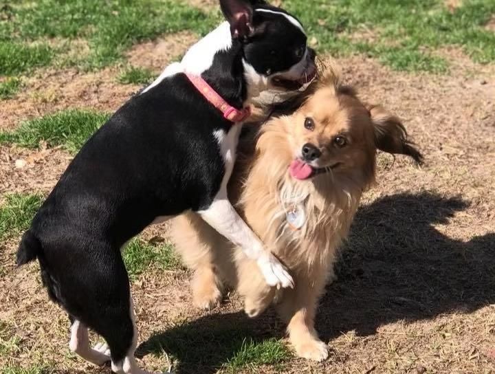 Black-and-white dog standing on a fluffy tan dog outdoors on grass, both wearing pink collars and panting.