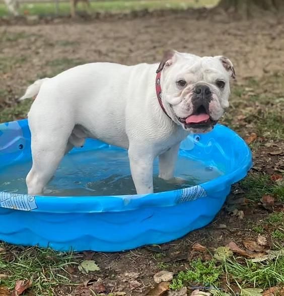 White bulldog standing in a blue kiddie pool outdoors, panting with tongue out.