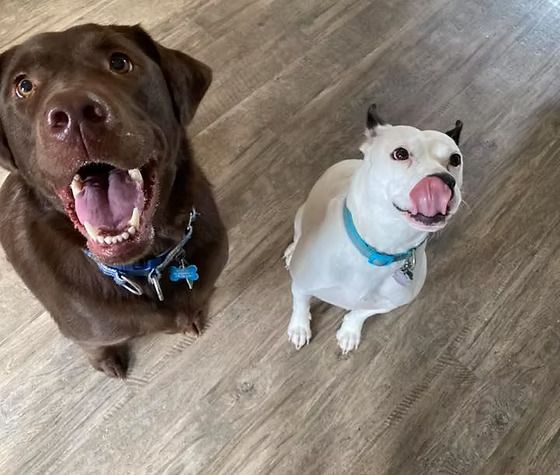 Two happy dogs looking up on a wooden floor, one brown and one white, both wearing blue collars.