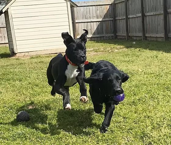 Two black dogs playing in a grassy yard, one holding a purple ball.