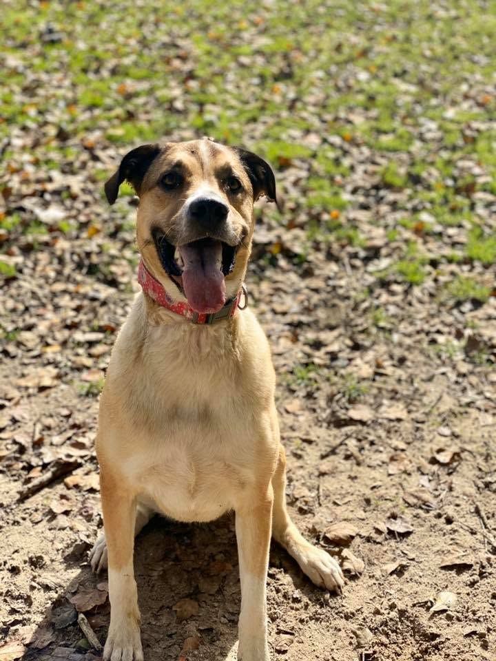 Happy tan-and-black dog sitting on dirt and grass, wearing a pink collar with mouth open and tongue out