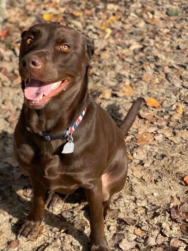 Brown dog sitting on gravel, wearing a collar and looking up with mouth open