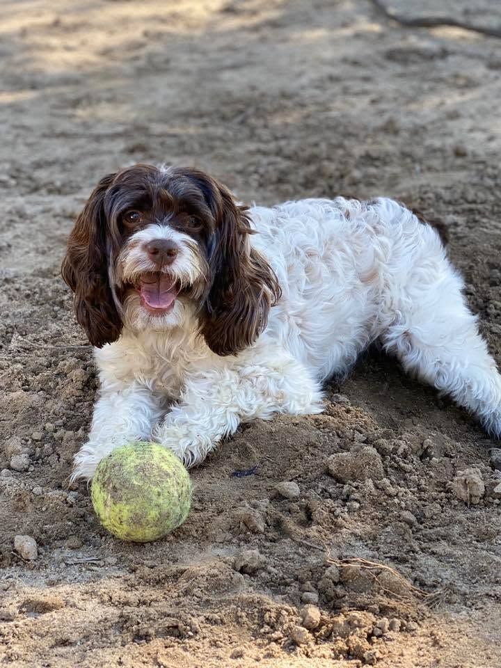 White-and-brown dog lying on dirt with a tennis ball in front, looking at the camera.