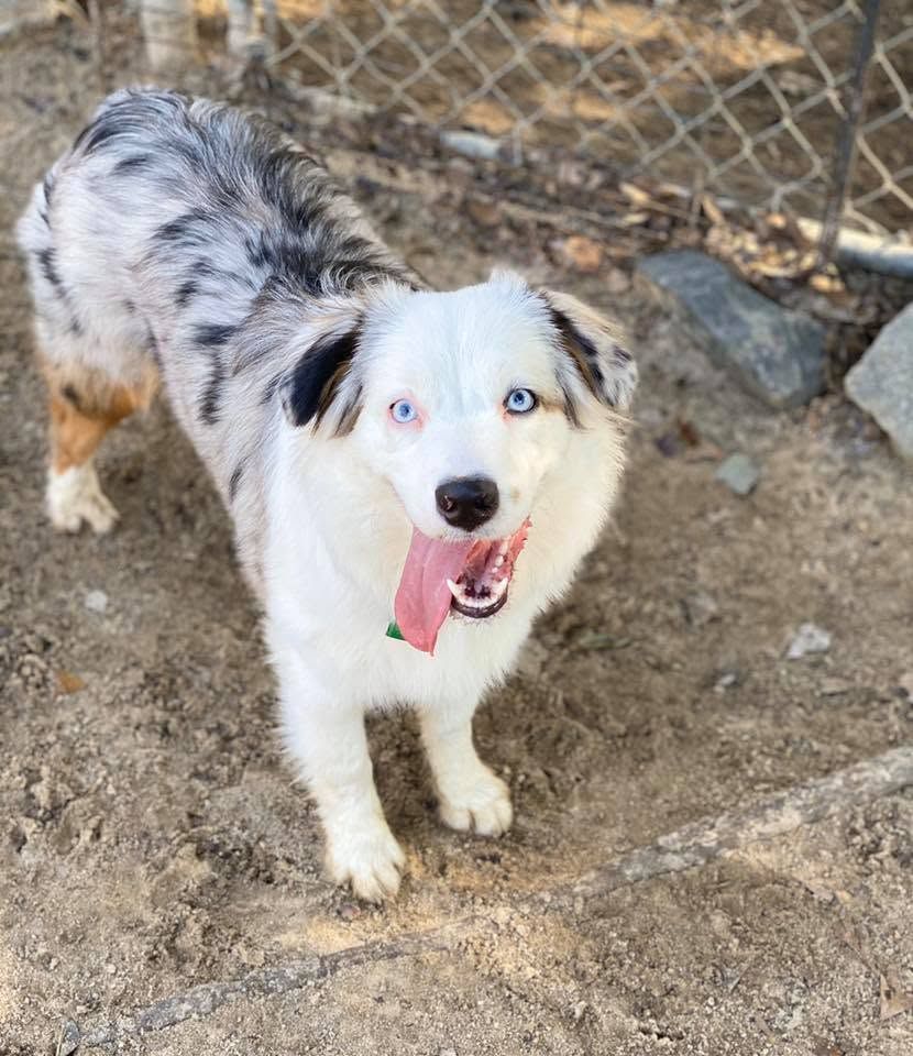 White and gray speckled dog with blue eyes, panting in a dirt yard near a fence.