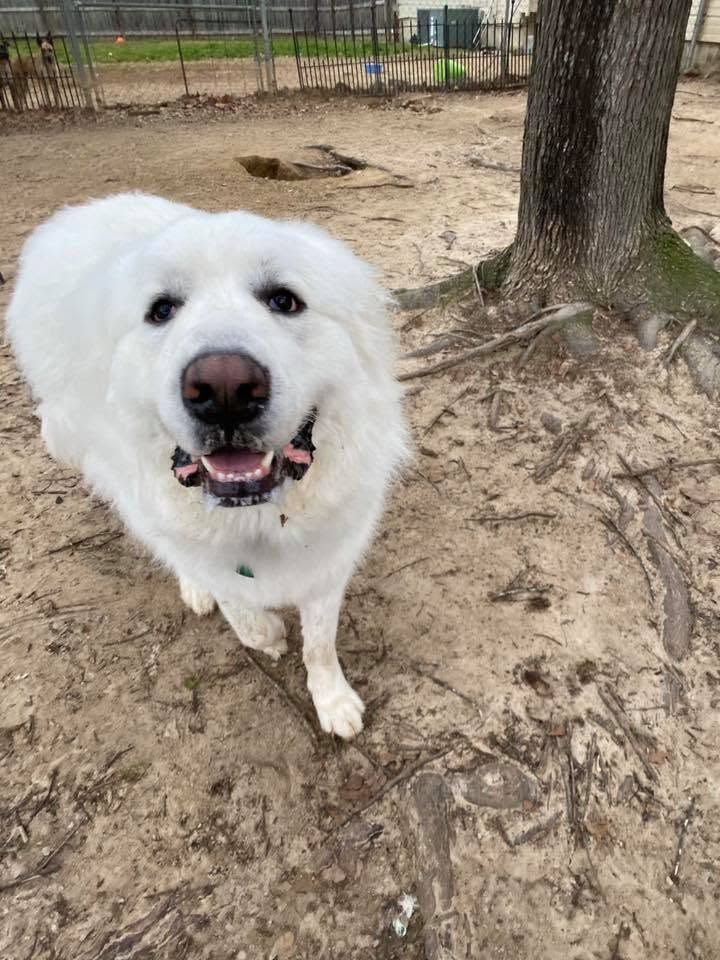 White fluffy dog standing on dirt near a tree, looking at the camera with mouth open.