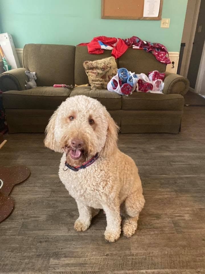 Curly-haired tan dog sitting in a living room with a couch and blankets behind it