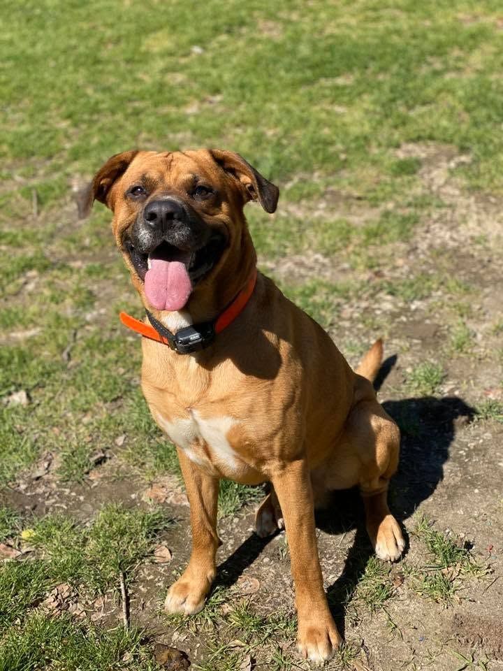 Brown dog with red collar sitting on grass, tongue out in sunlight