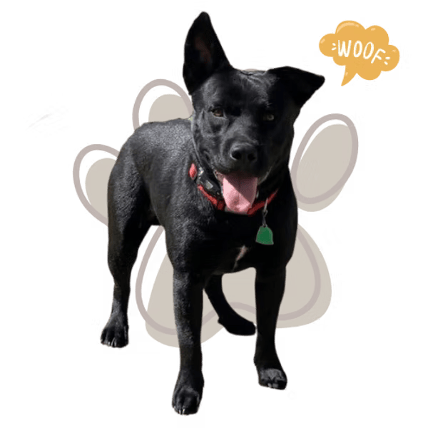 Black dog standing with tongue out on a white background, with a small “woof” graphic.