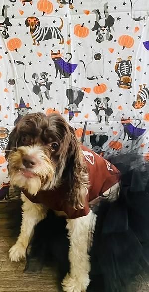 Brown-and-white dog in a red jacket sitting on a black chair before a Halloween-patterned backdrop