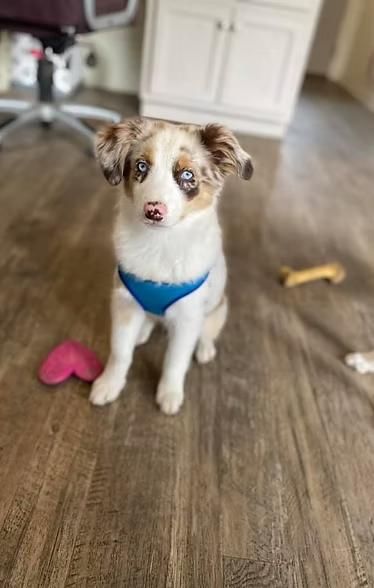 Small dog in a blue harness sitting on a hardwood floor with toys nearby.