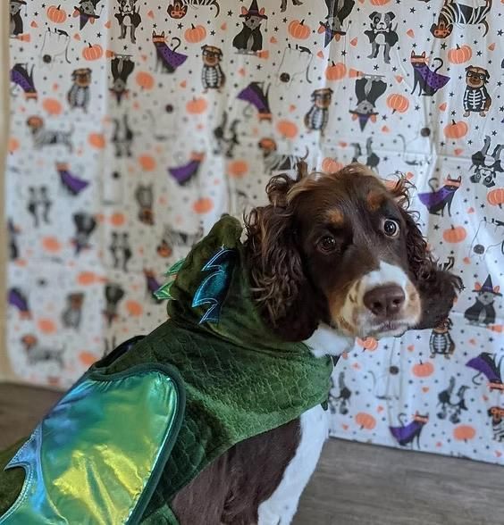 Brown dog in a green dragon costume with wings, standing indoors against a Halloween-themed backdrop