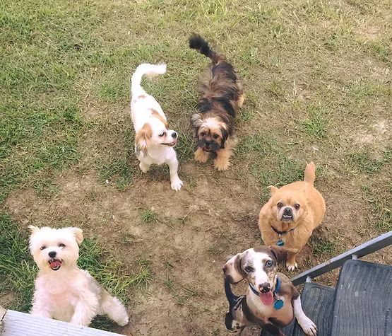 Five small dogs of different colors looking up on a grassy yard near a deck railing