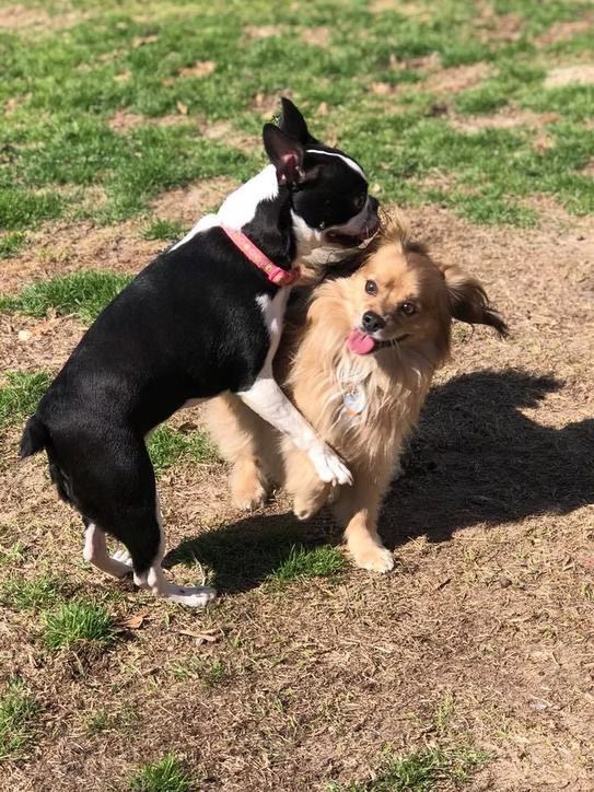 Black and white dog hugging a tan fluffy dog on grass, both wearing pink collars and panting