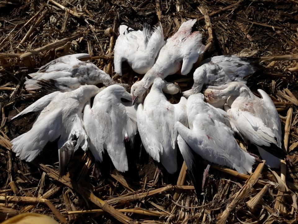 Several white birds huddled together on a bed of brown twigs and dry grass