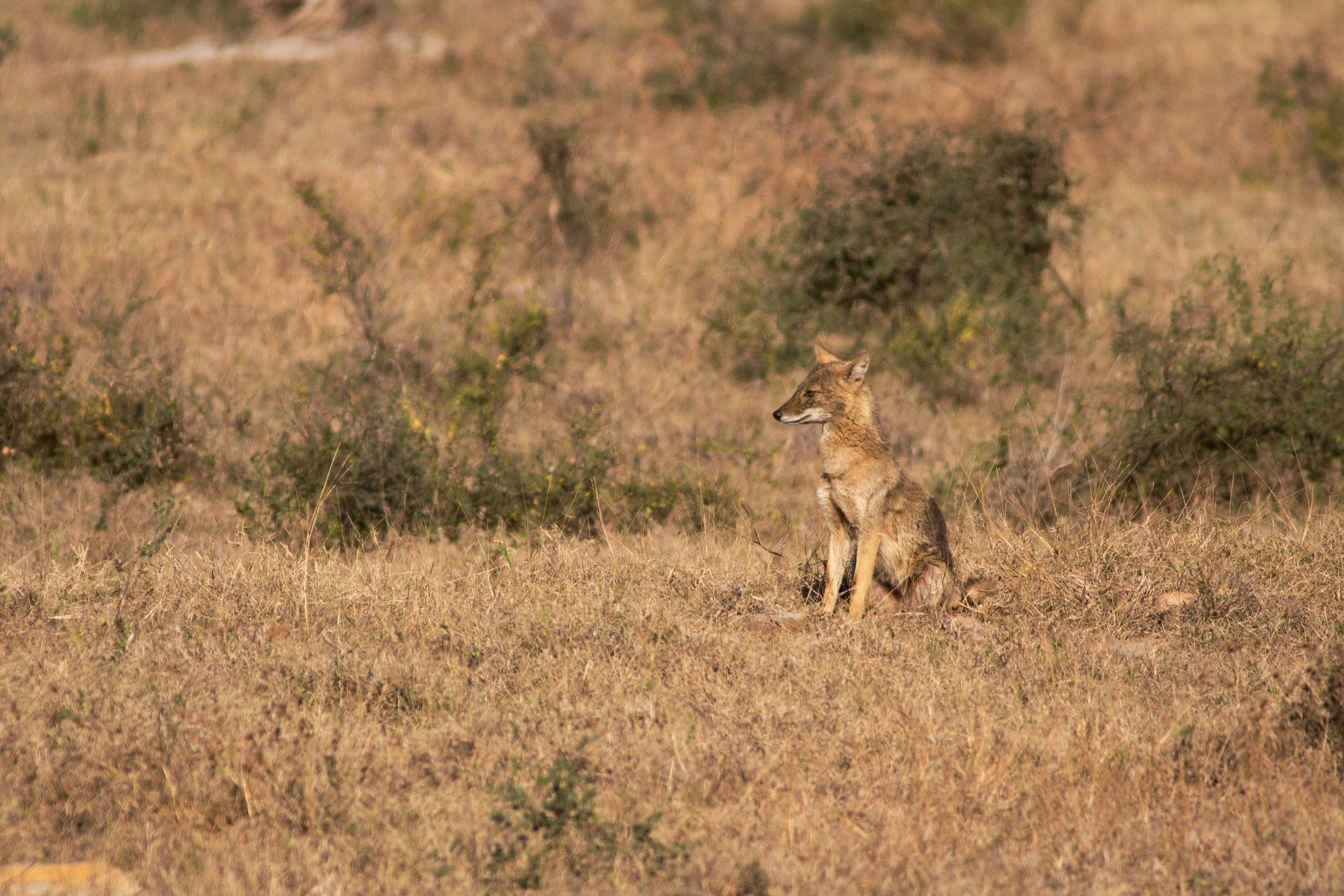A lone coyote sits in dry grassland with sparse bushes in the background.