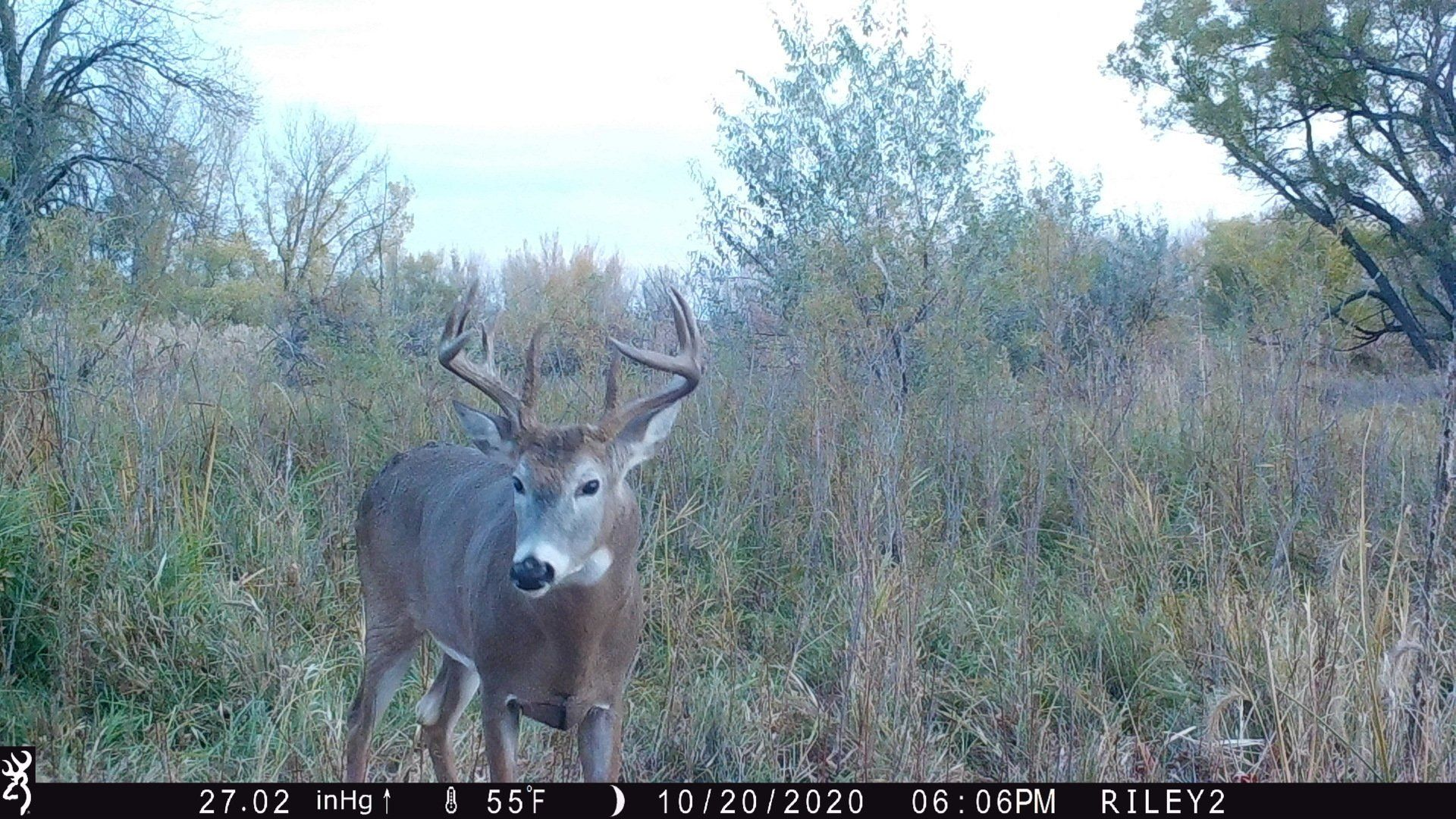 White-tailed buck standing in brush with antlers raised, facing the camera in a wooded field.