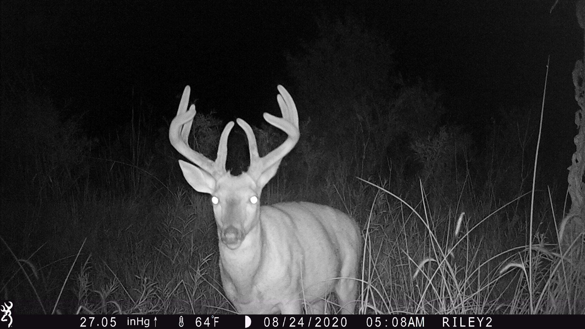White-tailed buck with large antlers standing in a dark field at night, seen by trail camera.