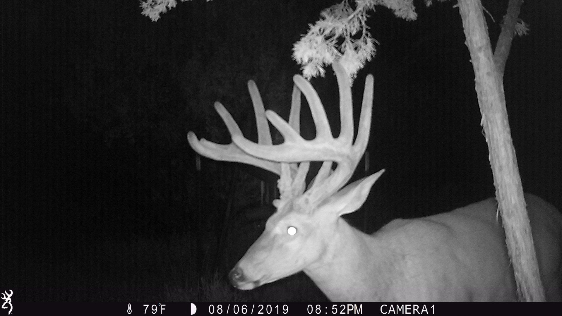 Night-vision view of a large buck with antlers standing in a wooded area at night.