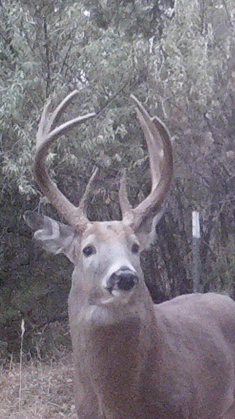 Buck deer with large antlers standing in a wooded area.