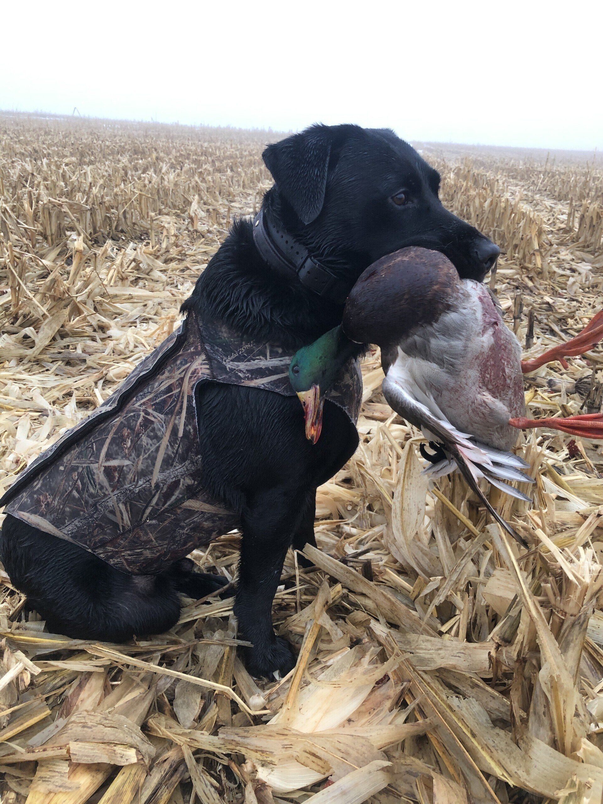 Black dog in a cornfield holding a duck in its mouth