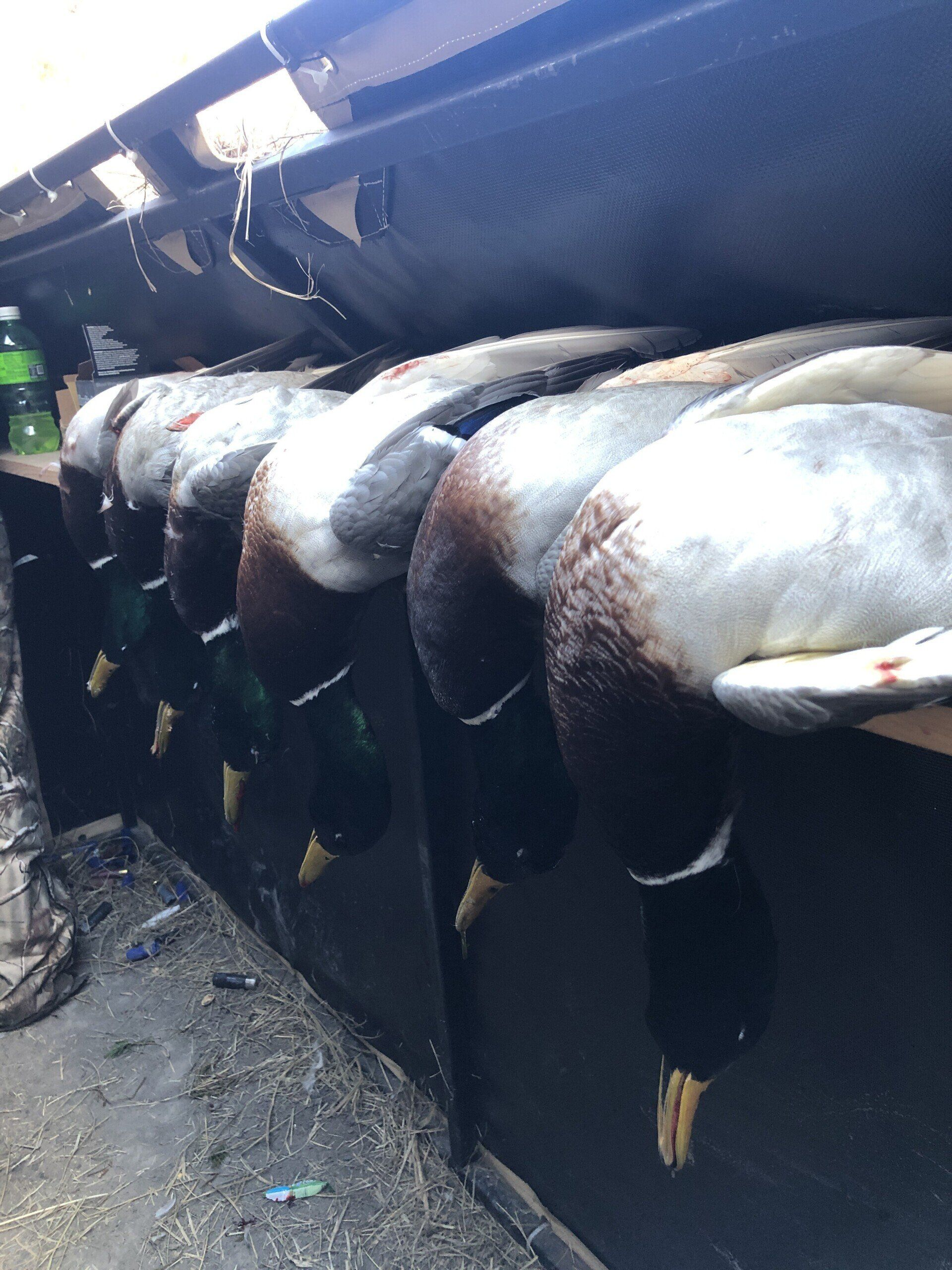 Large fish hanging on hooks in a market stall, silver bodies lined up against a dark boat hull.